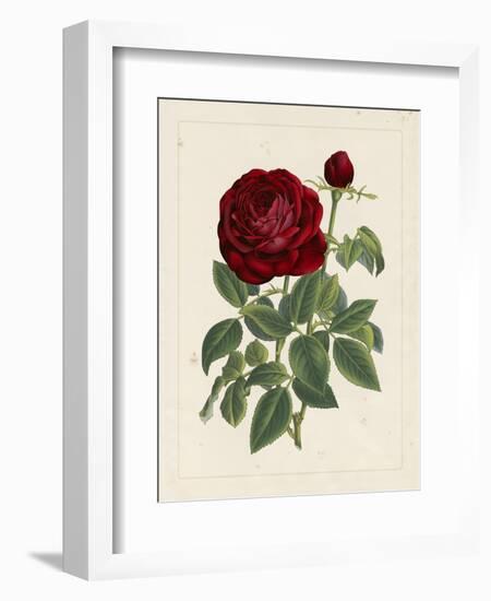 Van Houtteano Rose II-null-Framed Art Print