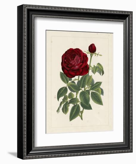 Van Houtteano Rose II-null-Framed Art Print