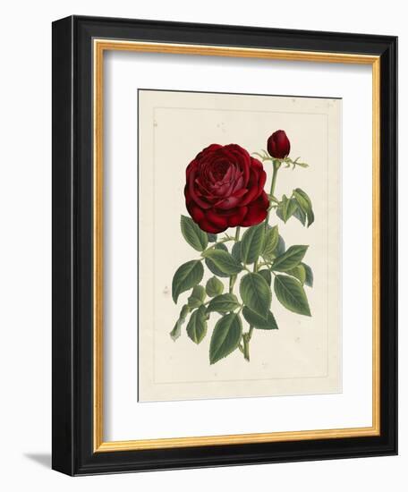 Van Houtteano Rose II--Framed Art Print