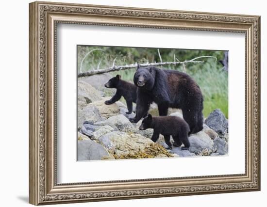 Vancouver Island Black Bear (Ursus Americanus Vancouveri) Mother With Cubs On A Beach-Bertie Gregory-Framed Photographic Print