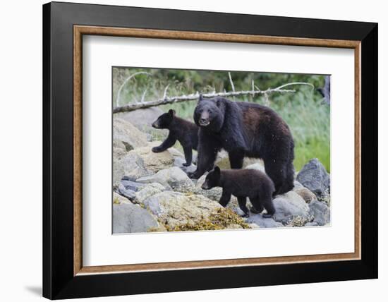 Vancouver Island Black Bear (Ursus Americanus Vancouveri) Mother With Cubs On A Beach-Bertie Gregory-Framed Photographic Print