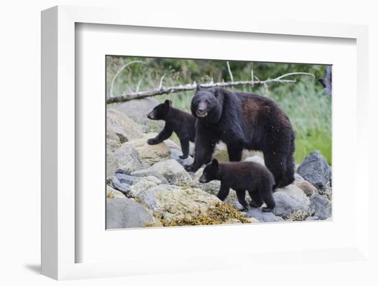 Vancouver Island Black Bear (Ursus Americanus Vancouveri) Mother With Cubs On A Beach-Bertie Gregory-Framed Photographic Print