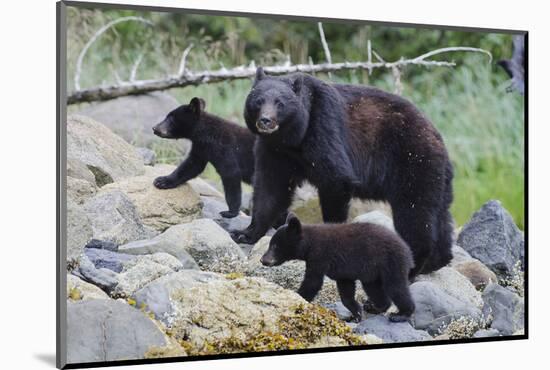 Vancouver Island Black Bear (Ursus Americanus Vancouveri) Mother With Cubs On A Beach-Bertie Gregory-Mounted Photographic Print
