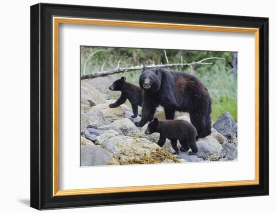 Vancouver Island Black Bear (Ursus Americanus Vancouveri) Mother With Cubs On A Beach-Bertie Gregory-Framed Photographic Print