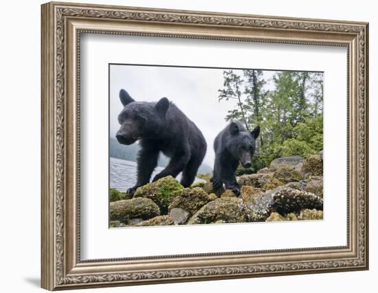 Vancouver Island Black Bears (Ursus Americanus Vancouveri) Taken With Remote Camera-Bertie Gregory-Framed Photographic Print