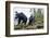 Vancouver Island Black Bears (Ursus Americanus Vancouveri) Taken With Remote Camera-Bertie Gregory-Framed Photographic Print