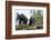 Vancouver Island Black Bears (Ursus Americanus Vancouveri) Taken With Remote Camera-Bertie Gregory-Framed Photographic Print