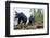 Vancouver Island Black Bears (Ursus Americanus Vancouveri) Taken With Remote Camera-Bertie Gregory-Framed Photographic Print