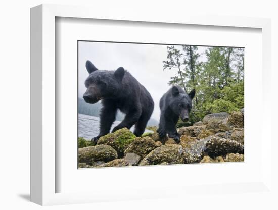 Vancouver Island Black Bears (Ursus Americanus Vancouveri) Taken With Remote Camera-Bertie Gregory-Framed Photographic Print