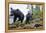 Vancouver Island Black Bears (Ursus Americanus Vancouveri) Taken With Remote Camera-Bertie Gregory-Framed Premier Image Canvas