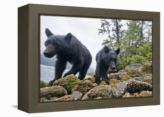 Vancouver Island Black Bears (Ursus Americanus Vancouveri) Taken With Remote Camera-Bertie Gregory-Framed Premier Image Canvas