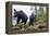 Vancouver Island Black Bears (Ursus Americanus Vancouveri) Taken With Remote Camera-Bertie Gregory-Framed Premier Image Canvas