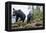 Vancouver Island Black Bears (Ursus Americanus Vancouveri) Taken With Remote Camera-Bertie Gregory-Framed Premier Image Canvas