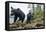 Vancouver Island Black Bears (Ursus Americanus Vancouveri) Taken With Remote Camera-Bertie Gregory-Framed Premier Image Canvas