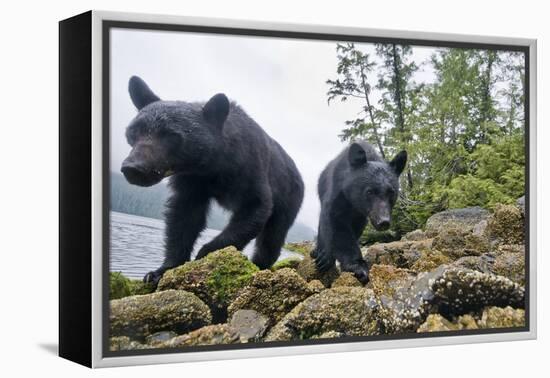 Vancouver Island Black Bears (Ursus Americanus Vancouveri) Taken With Remote Camera-Bertie Gregory-Framed Premier Image Canvas