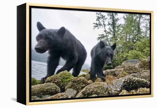 Vancouver Island Black Bears (Ursus Americanus Vancouveri) Taken With Remote Camera-Bertie Gregory-Framed Premier Image Canvas