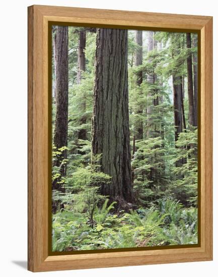 Vancouver Island, Old Growth Douglas Fir in Cathedral Grove-Christopher Talbot Frank-Framed Premier Image Canvas