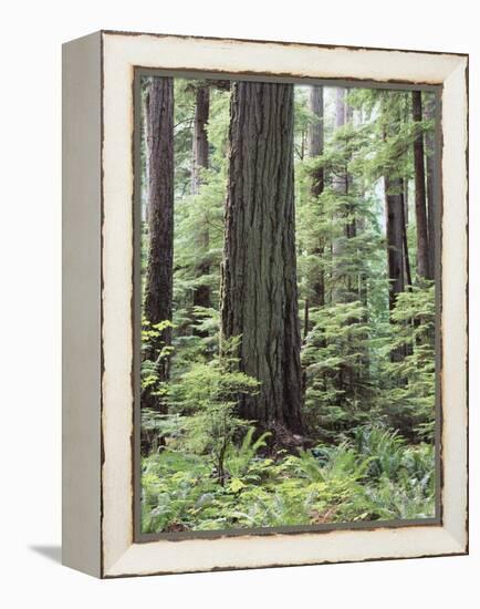 Vancouver Island, Old Growth Douglas Fir in Cathedral Grove-Christopher Talbot Frank-Framed Premier Image Canvas