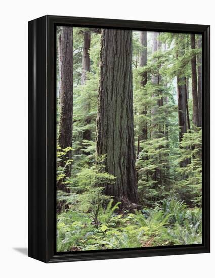 Vancouver Island, Old Growth Douglas Fir in Cathedral Grove-Christopher Talbot Frank-Framed Premier Image Canvas