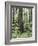 Vancouver Island, Old Growth Douglas Fir in Cathedral Grove-Christopher Talbot Frank-Framed Photographic Print