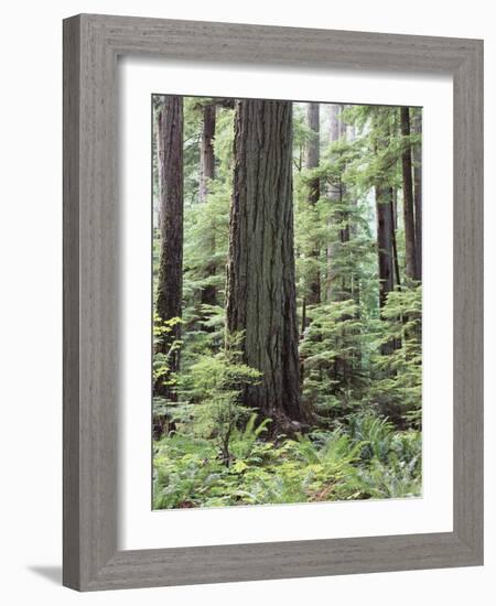 Vancouver Island, Old Growth Douglas Fir in Cathedral Grove-Christopher Talbot Frank-Framed Photographic Print