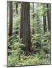 Vancouver Island, Old Growth Douglas Fir in Cathedral Grove-Christopher Talbot Frank-Mounted Photographic Print