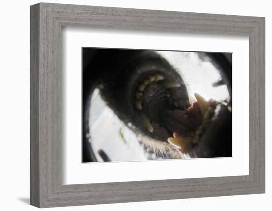 Vancouver Island Wolf (Canis Lupus Crassodon) Biting Camera In Protective Case-Bertie Gregory-Framed Photographic Print