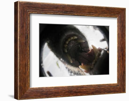 Vancouver Island Wolf (Canis Lupus Crassodon) Biting Camera In Protective Case-Bertie Gregory-Framed Photographic Print