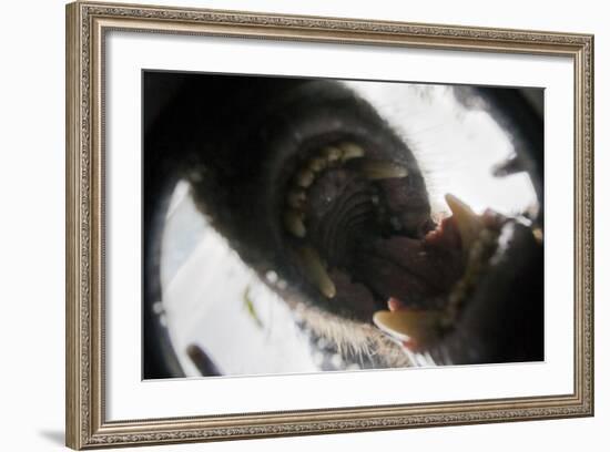 Vancouver Island Wolf (Canis Lupus Crassodon) Biting Camera In Protective Case-Bertie Gregory-Framed Photographic Print