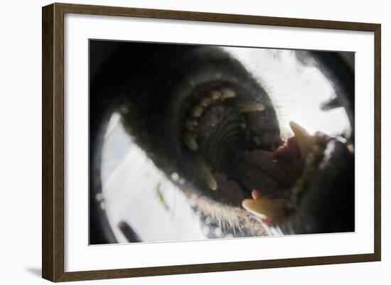 Vancouver Island Wolf (Canis Lupus Crassodon) Biting Camera In Protective Case-Bertie Gregory-Framed Photographic Print