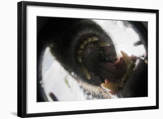 Vancouver Island Wolf (Canis Lupus Crassodon) Biting Camera In Protective Case-Bertie Gregory-Framed Photographic Print