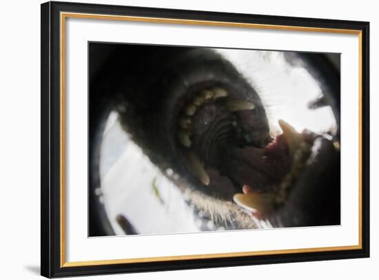 Vancouver Island Wolf (Canis Lupus Crassodon) Biting Camera In Protective Case-Bertie Gregory-Framed Photographic Print