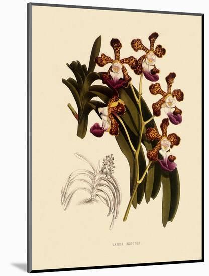 Vanda Insignis-John Nugent Fitch-Mounted Giclee Print