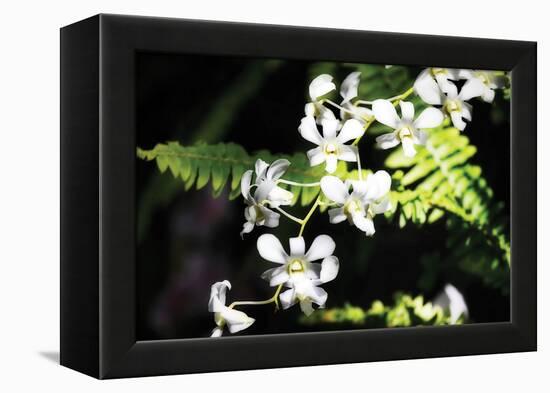 Vanda Orchids I-Alan Hausenflock-Framed Premier Image Canvas