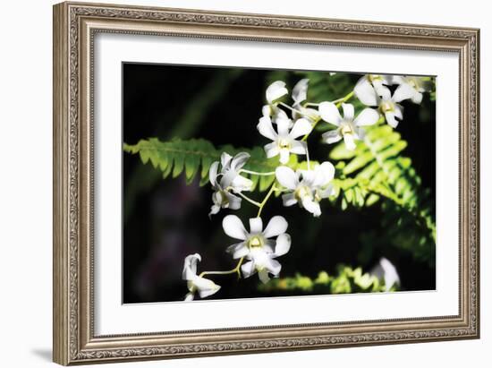 Vanda Orchids I-Alan Hausenflock-Framed Photographic Print