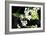 Vanda Orchids I-Alan Hausenflock-Framed Photographic Print