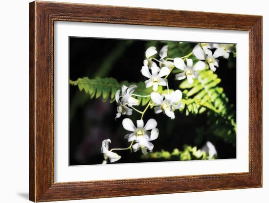 Vanda Orchids I-Alan Hausenflock-Framed Photographic Print