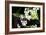 Vanda Orchids I-Alan Hausenflock-Framed Photographic Print