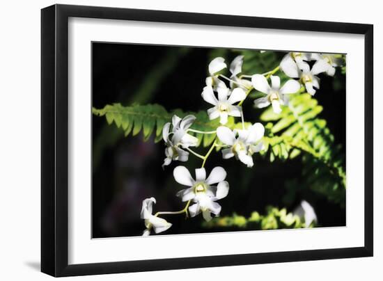 Vanda Orchids I-Alan Hausenflock-Framed Photographic Print