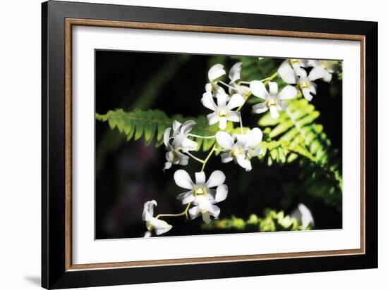 Vanda Orchids I-Alan Hausenflock-Framed Photographic Print