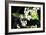 Vanda Orchids I-Alan Hausenflock-Framed Photographic Print