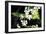 Vanda Orchids I-Alan Hausenflock-Framed Photographic Print