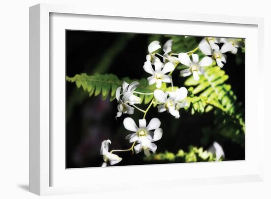 Vanda Orchids I-Alan Hausenflock-Framed Photographic Print