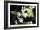 Vanda Orchids I-Alan Hausenflock-Framed Photographic Print