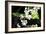 Vanda Orchids I-Alan Hausenflock-Framed Photographic Print