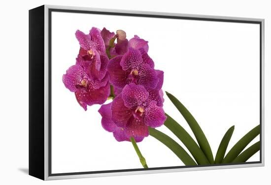 Vanda Robert's Delight1-Fabio Petroni-Framed Premier Image Canvas