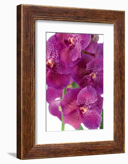 Vanda Robert's Delight-Fabio Petroni-Framed Photographic Print