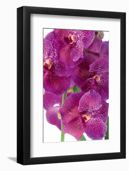 Vanda Robert's Delight-Fabio Petroni-Framed Photographic Print