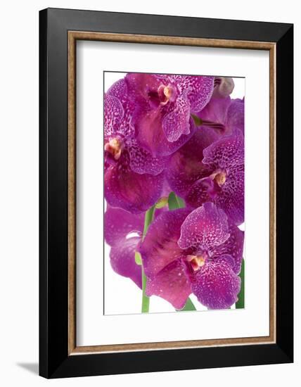 Vanda Robert's Delight-Fabio Petroni-Framed Photographic Print