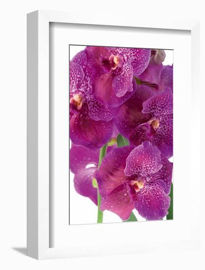 Vanda Robert's Delight-Fabio Petroni-Framed Photographic Print